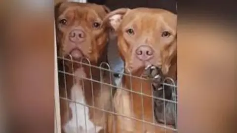 The dogs are red and brown in colour. Both are looking at the camera behind a thin metal railing.