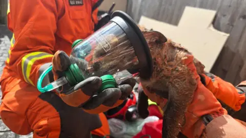 A fox being given oxygen therapy via a specialist mask for small animals
