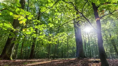 Sunlight filters through many tall, green trees in a woodland with brown leaves on the floor.