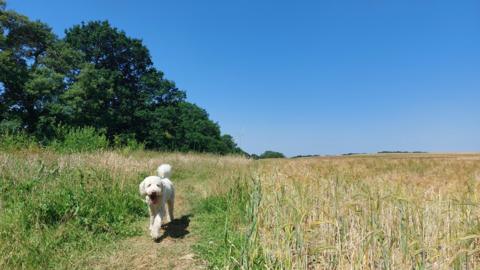 WEDNESDAY - A white dog walking in the a sunny-looking field in Fareham 