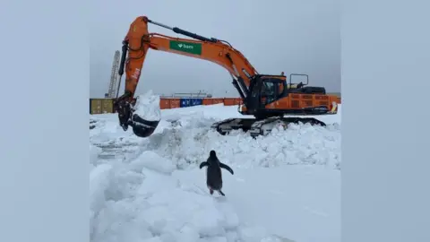 A penguin waddles towards an orange excavator which is picking snow up from the ground. It looks like it is running so that it doesn't miss out on any fun.