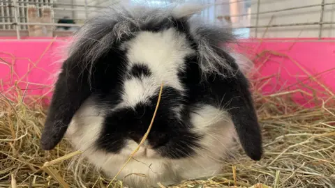 A fluffy black and white rabbit with lop ears sits on some hay inside a hutch