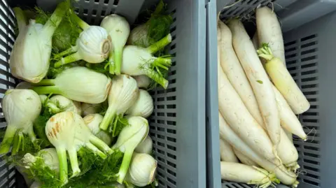 Towcester Community Larder Two boxes of vegetables, fennel is to the left and white root vegetables are to the right. 
