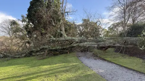 National Trust A tree on its side across a walkway on a partly cloudy day.