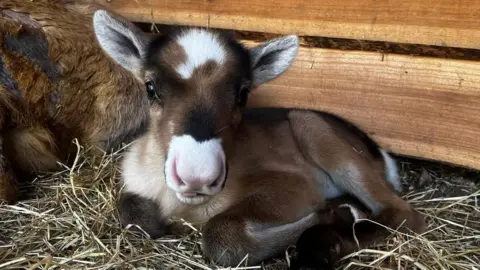 A small brown and white baby reindeer sits on some hay. There is some wood panelling and another animal just behind. 