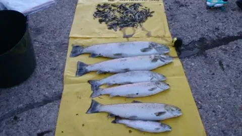 Environment Agency A number of dead fish sit on a yellow tarpaulin on the ground.