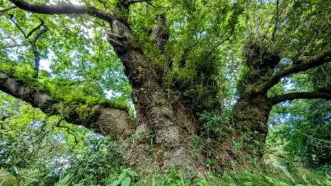 George Anderson oak tree The Michael with green leaves against a blue sky