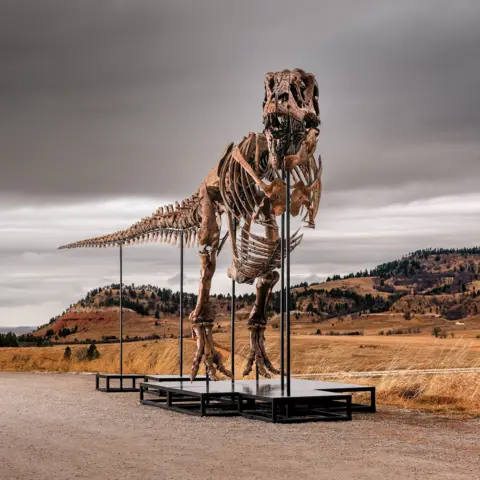 Matthew Sherman 'Gus' the T. rex - an assembled skeleton of a T-Rex dinosaur standing on plinths - stands outside in the Badlands territory of South Dakota on a cloudy grey day against the backdrop of mountains and brown shrubland.