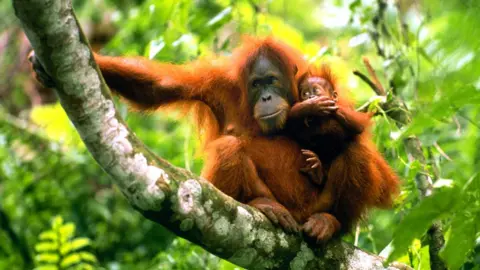 Orang utan in a tree holding its baby