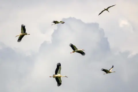 ELEANOR SUTTON White storks circling in the sky after their release. 