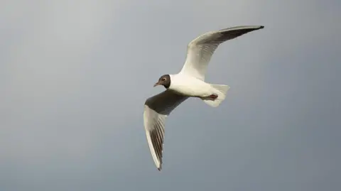 Ben Andrew A black headed gull in flight against a grey sky. The bird is mostly white but has a black head and dark beak.