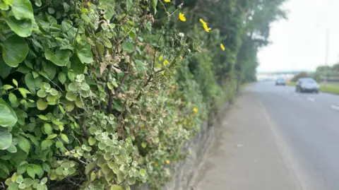 A granite wall with hedgerow plants growing out from the top, with a road and vehicles visible to the right.