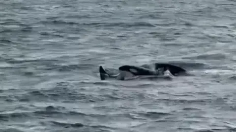 Billy Shiel Farne Island Boats Two of the killer whales emerging from the water near the Farne Islands. Spray can be seen being blown out of one of their blowholes.