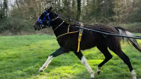 Provided A black pony with white legs and a yellow harness pulling a cart which is out of vision.