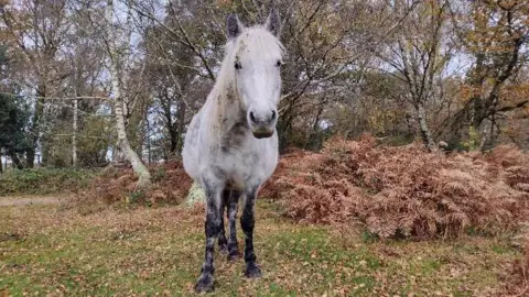 A grey horse is stood in the middle of the picture looking straight at the camera. The horse is stood in a woodland-type environment with trees and hedges. There are brown leaves on the ground.