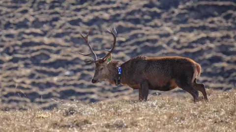 A red deer stag with impressive antlers has been fitted with a GPS collar around its neck. The deer is in sharp focus with the surrounding hillside landscape blurred.