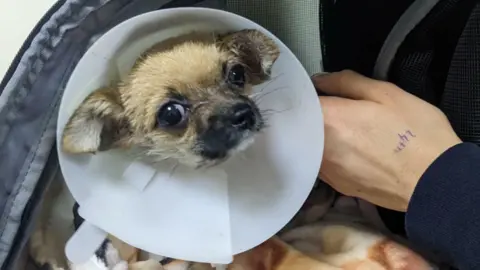 Sarah Gwynne A brown Chihuahua puppy has his tiny head in a white cone as he sits in a soft pet carrier on a brown and white blanket. Someone is reaching their hand, which has a few numbers written in blue pen on, into the carrier to stroke the puppy.