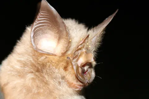 Ara Monadjem horseshoe bat