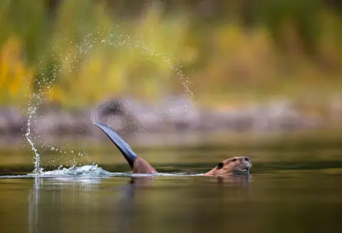 Savannah Rose / Wildlife Photographer of the Year A beaver smacked its tail in the dark water, sending ripples surging outward. Tiny droplets hang in the air as the startled surface settles again.