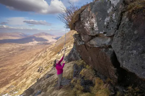 SCOTLAND: The Big Picture A conservationist uses a clipper on a long pole attachment to reach a tree on a rocky crag to take a cutting. The surround landscape is open moor and mountains.
