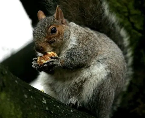 A grey squirrel eating a nut