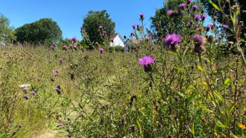 The photo shows a wildflower patch with purple thistle like flowers. The plants are deliberately overgrown and there is a path which has been made in the grass.