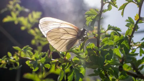 Dartmoor Zoo Close-up of a pale butterfly with translucent wings showing black veins resting on a bush against a softly blurred background.
