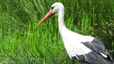 A white stork is seen in front of some grass