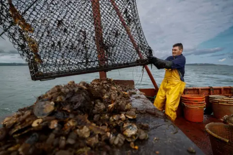 Getty Images A fisherman in yellow overalls on a boat on water holds a large fishing net. A large pile of oysters is on the side of the boat underneath the net. On the boat there are red buckets.
