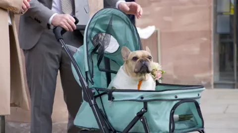 A bulldog sat in a green pushchair