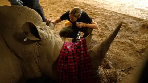 BBC/Kevin Church Zanta the rhino under anaesthetic