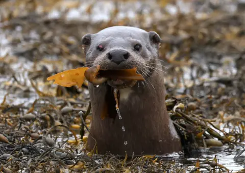 Jessica Crumpton Otter among seaweed carrying a fish in its mouth