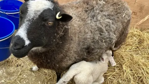 Baylham House Farm A general image of a lamb and ewe at Baylham House Farm