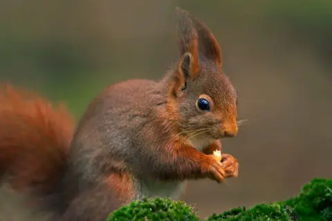 Getty Images Red squirrel 