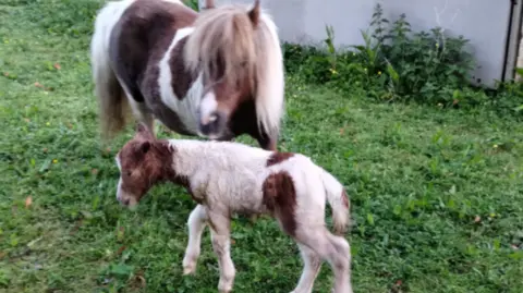 Devon and Cornwall Police A brown and white Dartmoor pony with a two-year-old foal in a field.