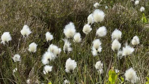 John Christie White puffy cotton grass in a field