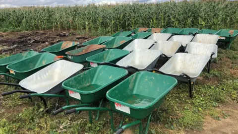 JOHN DEVINE/BBC 25 green and silver wheelbarrows in a field that will be used by customers to collect pumpkins.