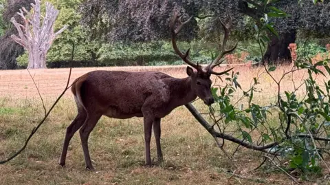 Colin Robbins A stag eating leaves from a branch which has been cut down at Wollaton Park