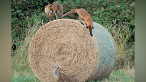 Dan Beaman Three foxes by a hay bale. One is on the ground, looking up, two are on top, and one is moving down the hay bale. Trees are behind the bale. 
