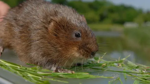 British Waterways handout of a water vole, it is treading on watery ground with a few green leaves.