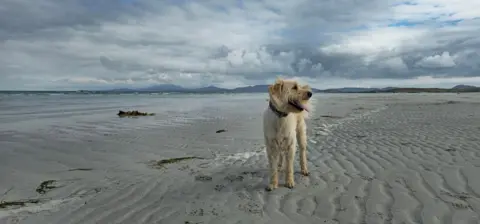 Colin Davidson Dougie on the beach