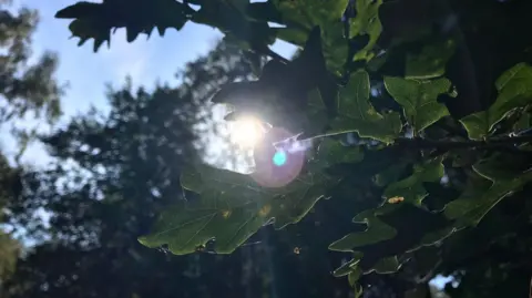 Sunlight coming through leaves in Sherwood Forest
