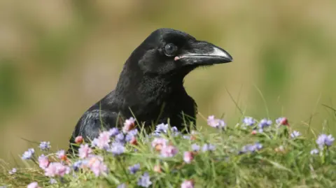 A young raven sitting on a hilltop in Orkney, surrounded by wildflowers