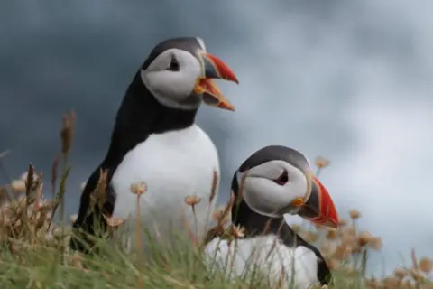 Mac Young Puffins