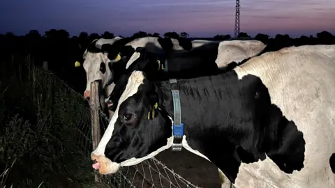 Cows at Tumble Tye Farm taken in for milking as dawn breaks