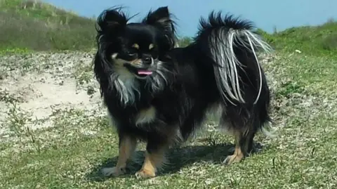 Esta Lippiatt Black and tan chihuchua "Chloe" standing in a field. 
