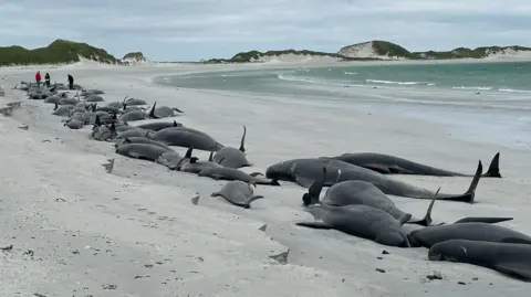 BBC A dozen or so whales washed up on Tresness Beach