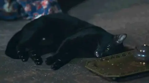 PETA A black cat laying on the floor with its eyes and mouth open