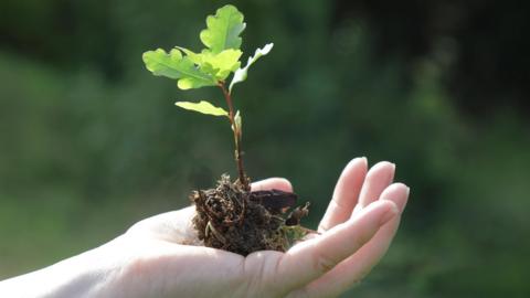 A person holding an oak tree seedling in their hand