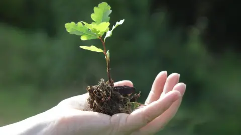 Getty Images A person holding an oak tree seedling in their hand